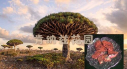 小众送妈妈的花有哪些花