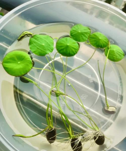 小众送妈妈的花有哪些花