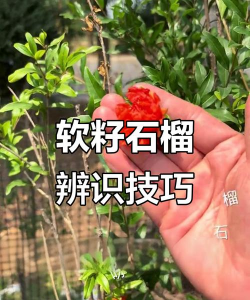 怎么判断是不是软籽石榴