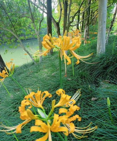 忽地笑和彼岸花的区别 忽地笑和彼岸花的区别
