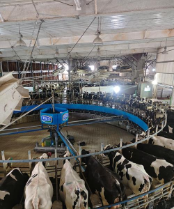 小众送妈妈的花有哪些花