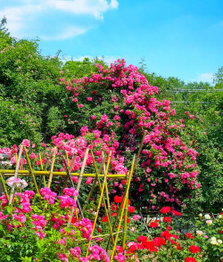 小众送妈妈的花有哪些花