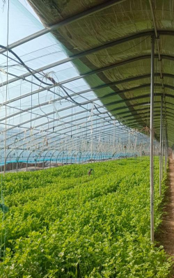 小众送妈妈的花有哪些花