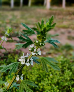 小众送妈妈的花有哪些花