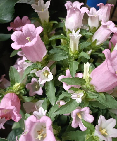 小众送妈妈的花有哪些花