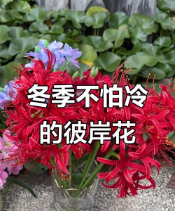 小众送妈妈的花有哪些花