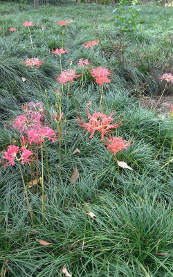 小众送妈妈的花有哪些花