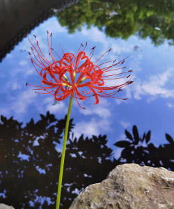 小众送妈妈的花有哪些花