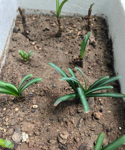 小众送妈妈的花有哪些花