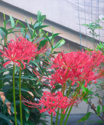 小众送妈妈的花有哪些花