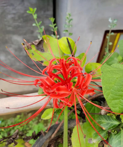 小众送妈妈的花有哪些花