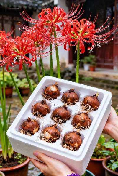 小众送妈妈的花有哪些花