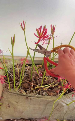 小众送妈妈的花有哪些花