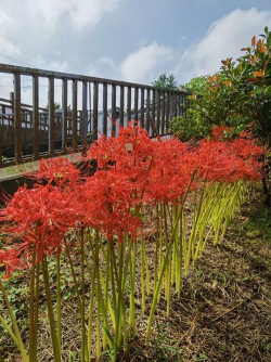 小众送妈妈的花有哪些花