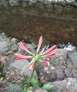 小众送妈妈的花有哪些花