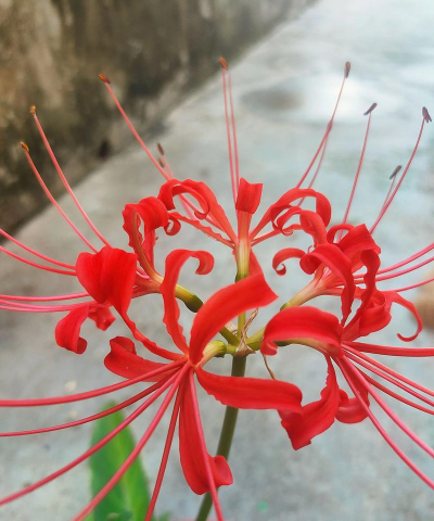 小众送妈妈的花有哪些花