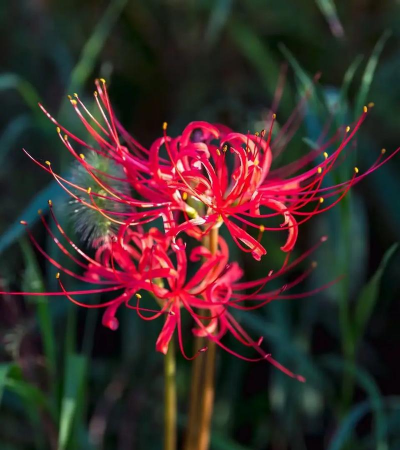 小众送妈妈的花有哪些花