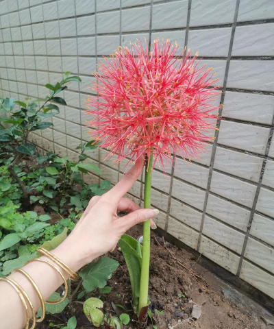 小众送妈妈的花有哪些花