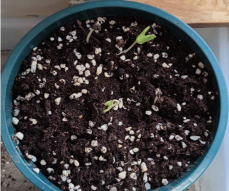 小众送妈妈的花有哪些花