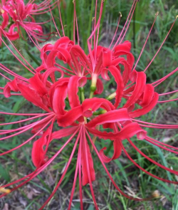 小众送妈妈的花有哪些花