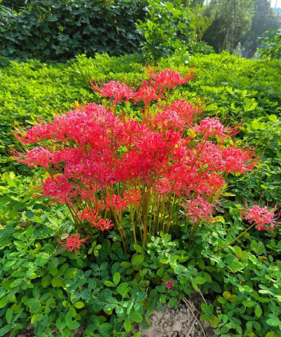 小众送妈妈的花有哪些花