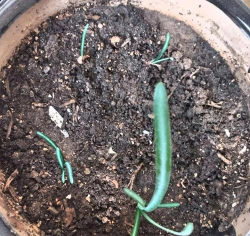 小众送妈妈的花有哪些花