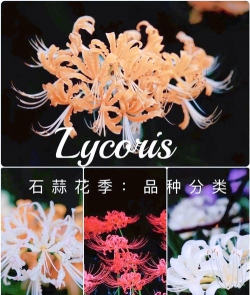 小众送妈妈的花有哪些花