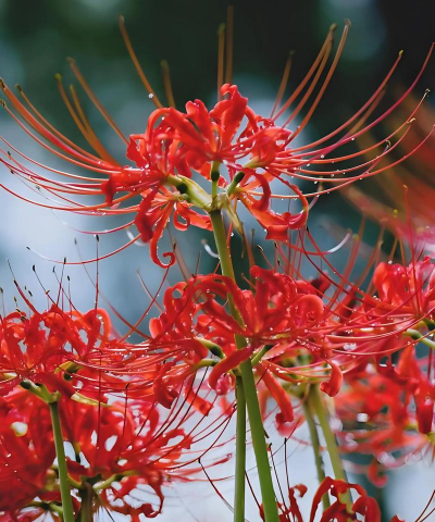 小众送妈妈的花有哪些花