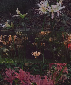 小众送妈妈的花有哪些花