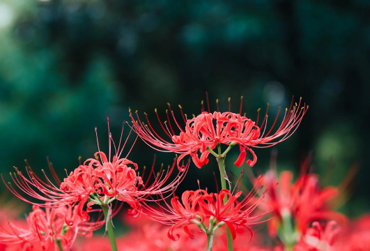 小众送妈妈的花有哪些花