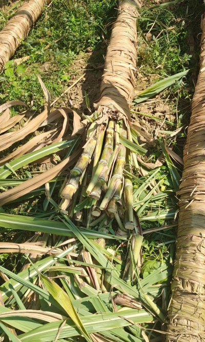 小众送妈妈的花有哪些花