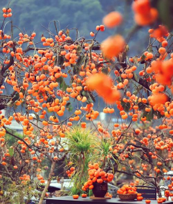 广西适合种植柿子树吗