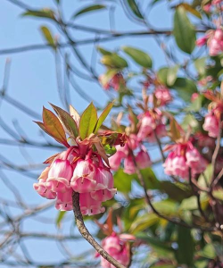 小众送妈妈的花有哪些花