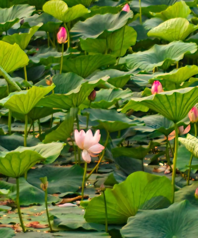 小众送妈妈的花有哪些花