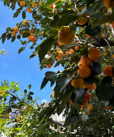 广州适宜种植何种柿子树