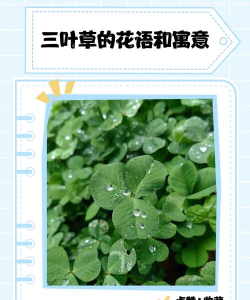 小众送妈妈的花有哪些花