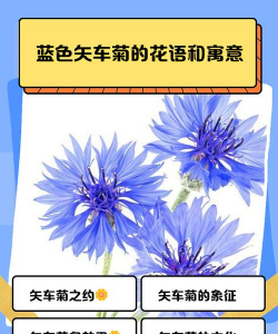 蓝色矢车菊的花语和寓意