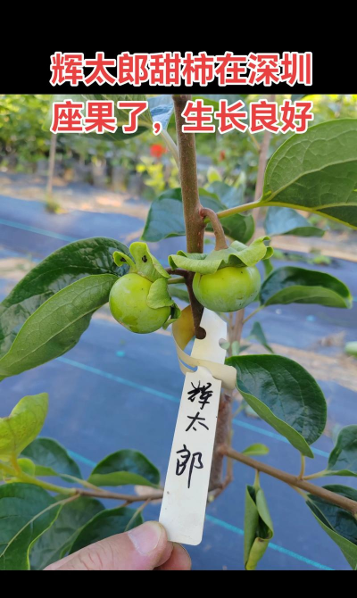 广东种植柿子有哪些品种