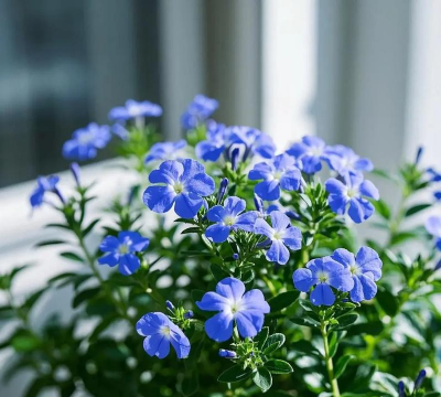 广东种植六倍利