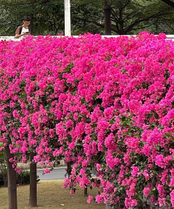 广东秋季开花植物