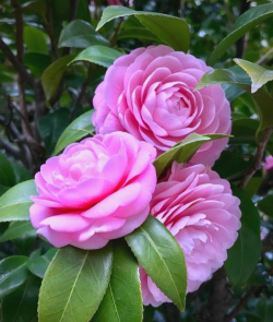 小众送妈妈的花有哪些花