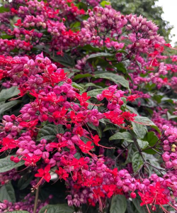 广东四季开花植物