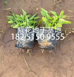 广东可以种紫花地丁