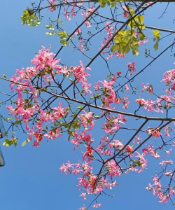 小众送妈妈的花有哪些花