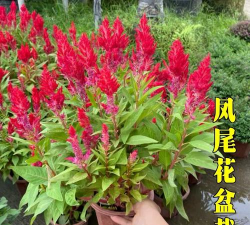 小众送妈妈的花有哪些花