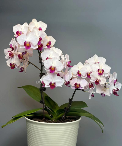 小众送妈妈的花有哪些花