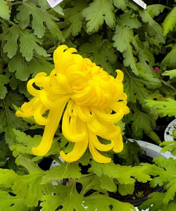 小众送妈妈的花有哪些花