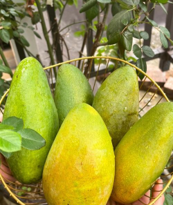 小众送妈妈的花有哪些花