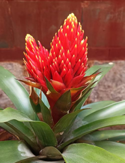 小众送妈妈的花有哪些花