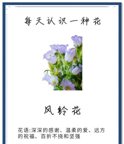 风铃花花语